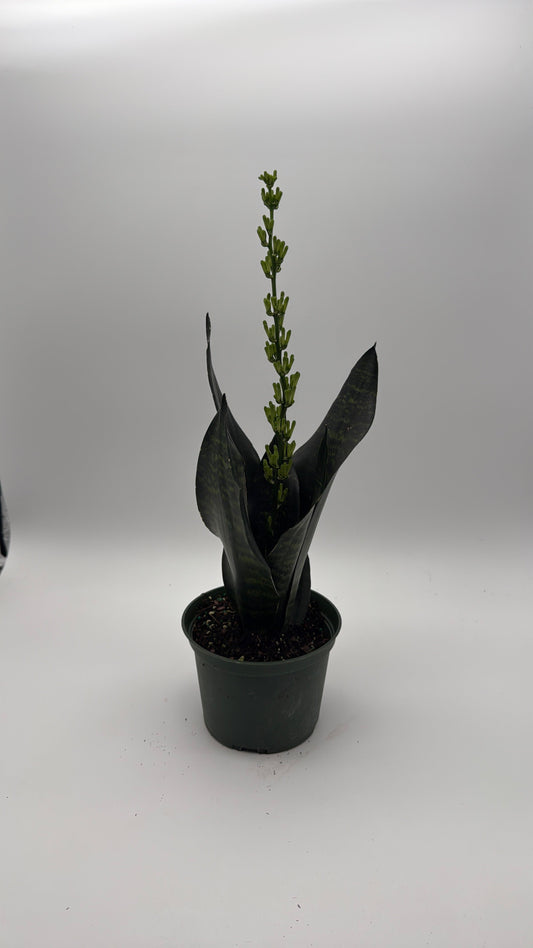 Sansevieria Robusta | Compact Snake Plant