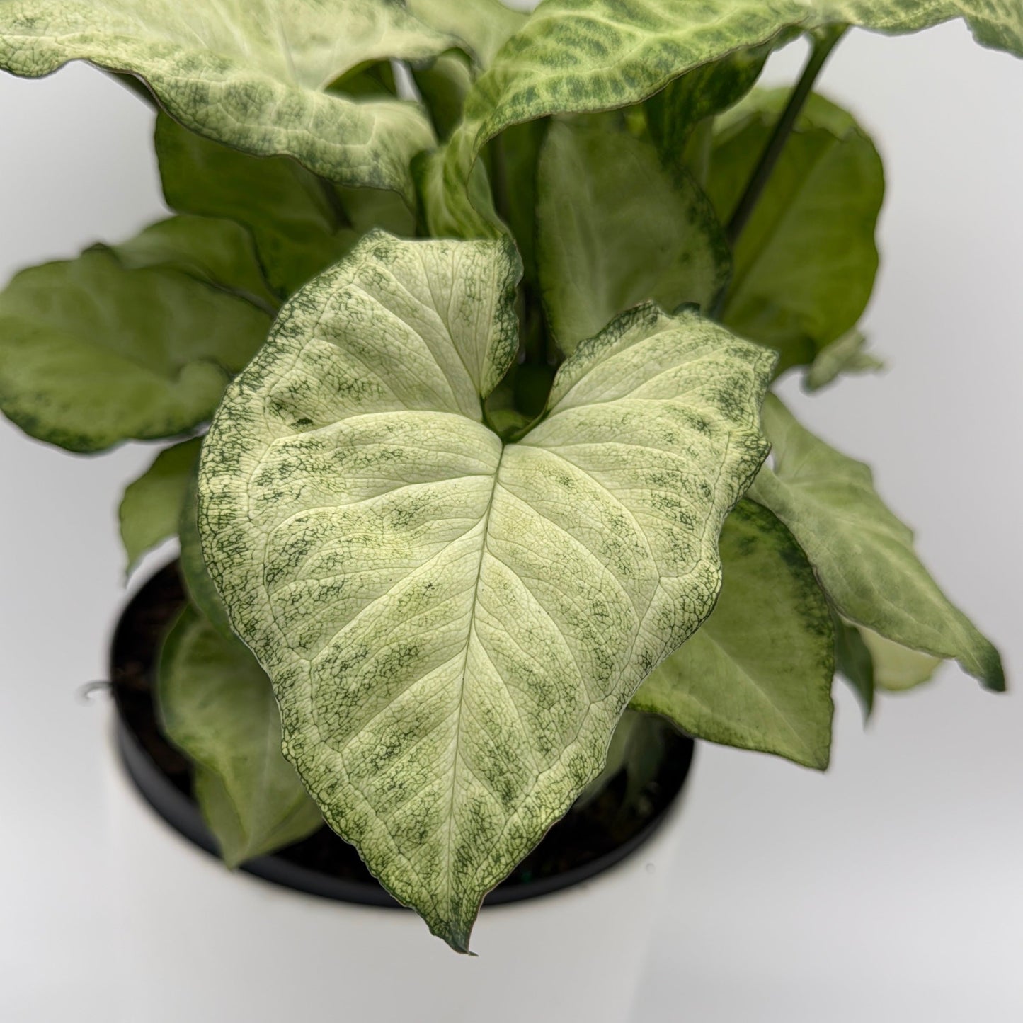 Syngonium White Butterfly | Variegated Arrowhead Plant