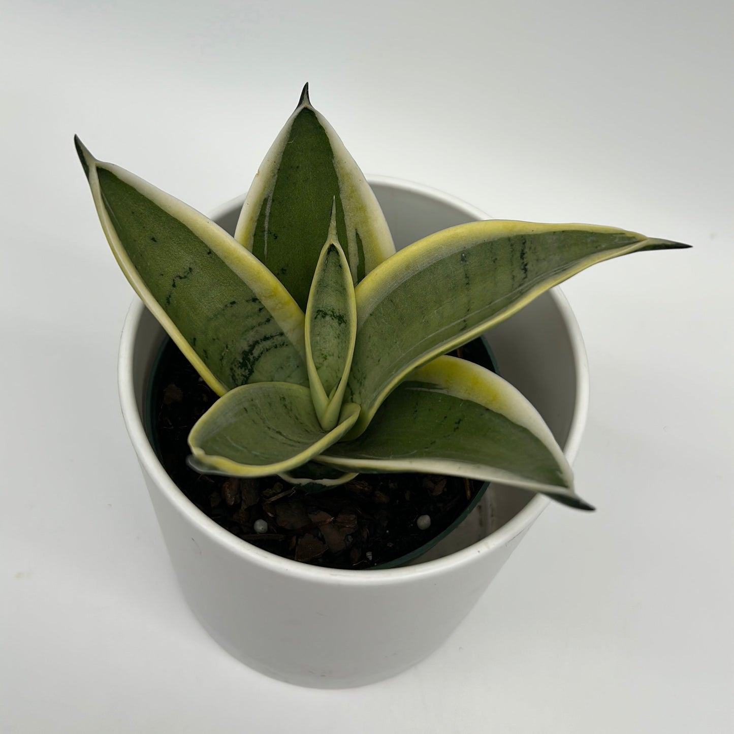 Sansevieria Ghost Blade | Silvery-Green Snake Plant