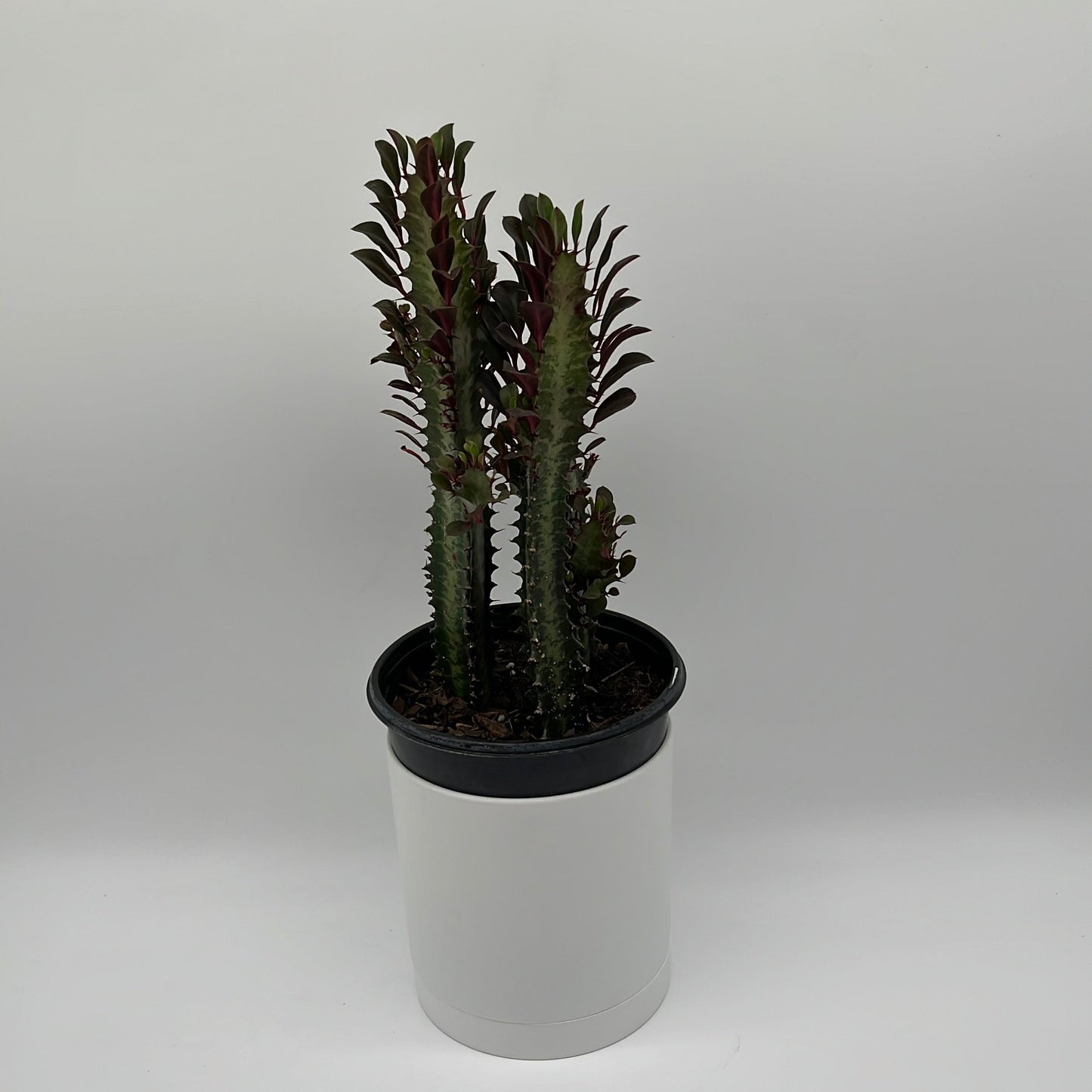 Euphorbia Trigona Red | Burgundy Succulent Plant