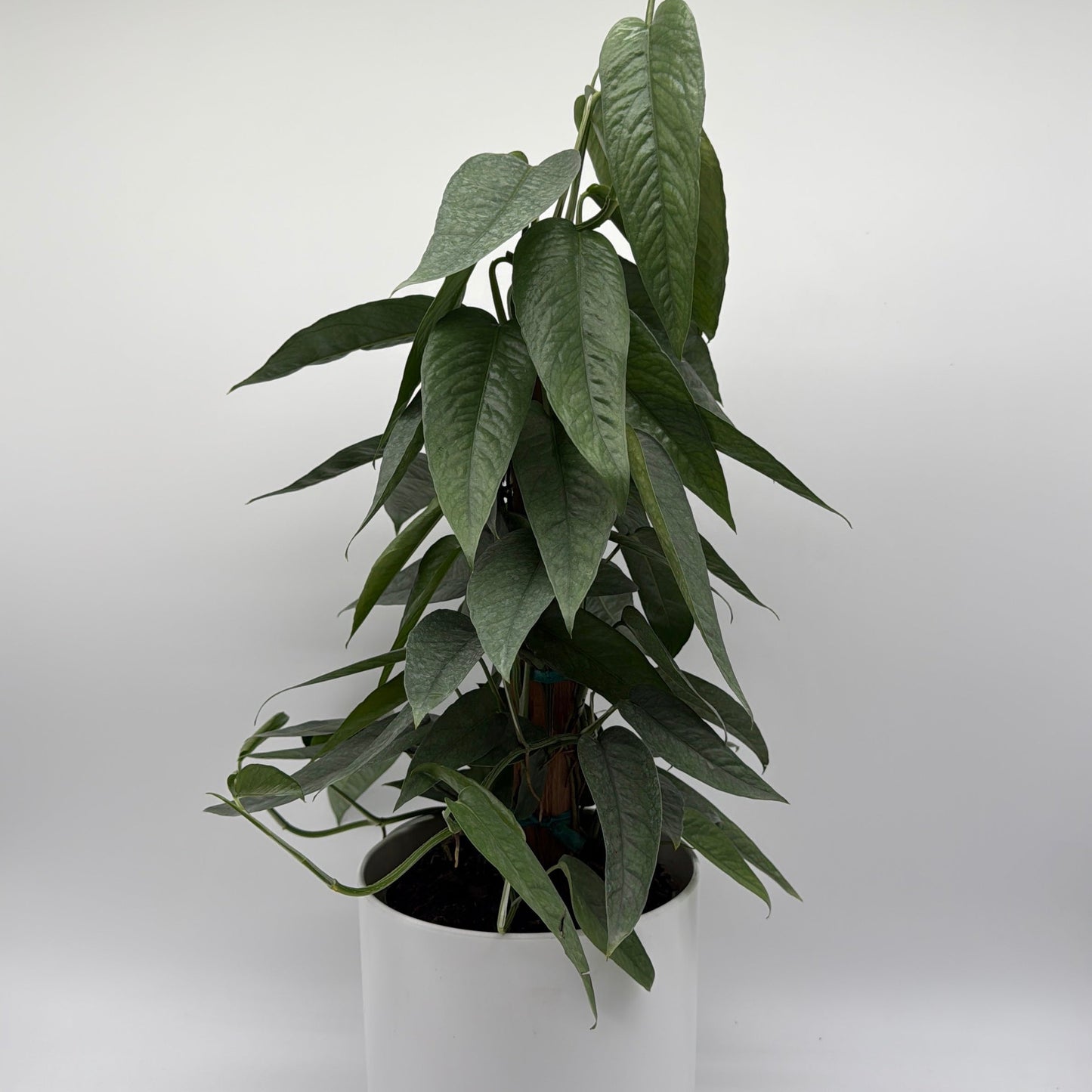 Pothos Cebu Blue | Silvery-Blue Trailing Vine