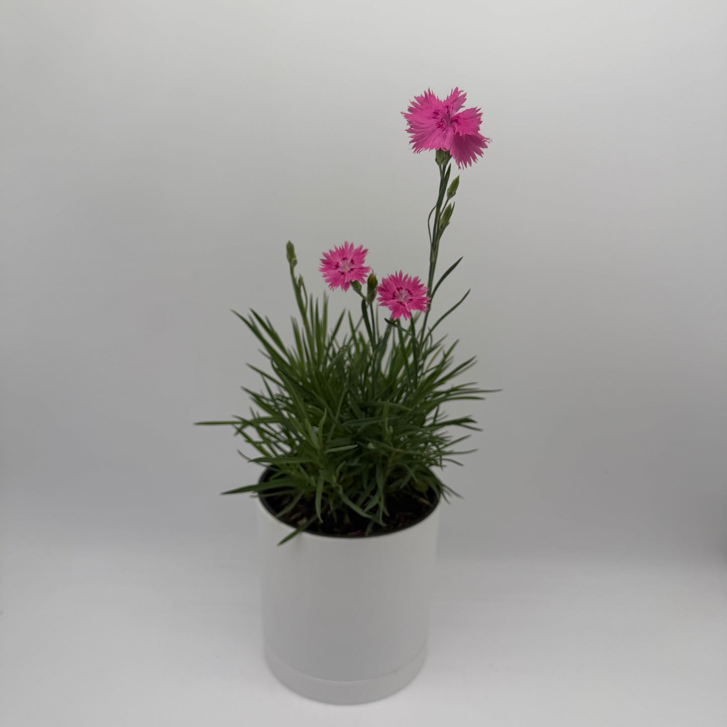 Firewitch Dianthus | Pink Perennial Flower