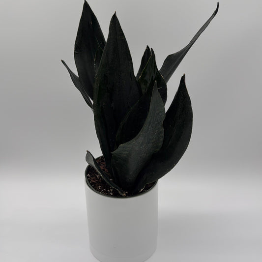 Sansevieria Black Dragon | Dark Green Snake Plant