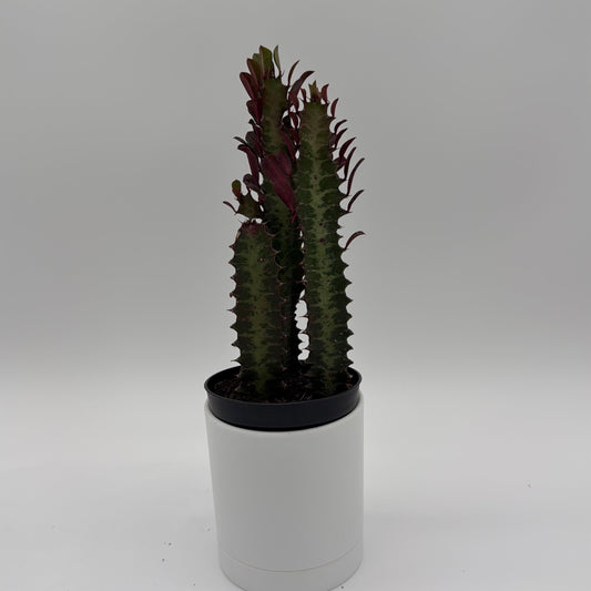 Euphorbia Trigona Red | Burgundy Succulent Plant