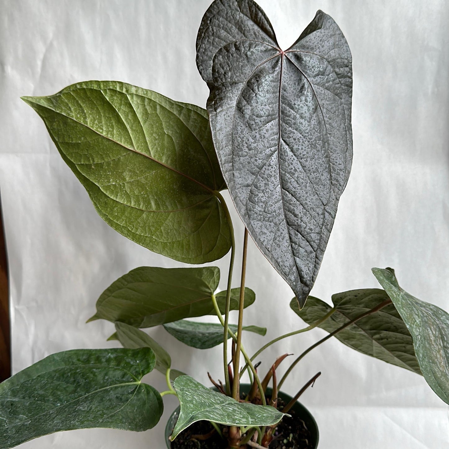 Anthurium Queen of Hearts | Heart-Shaped Leaf Plant