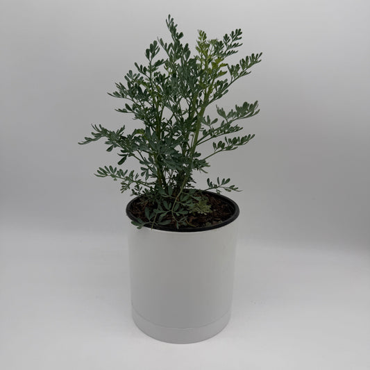 Rue Herb Plant | Ruda Blue-Green Foliage
