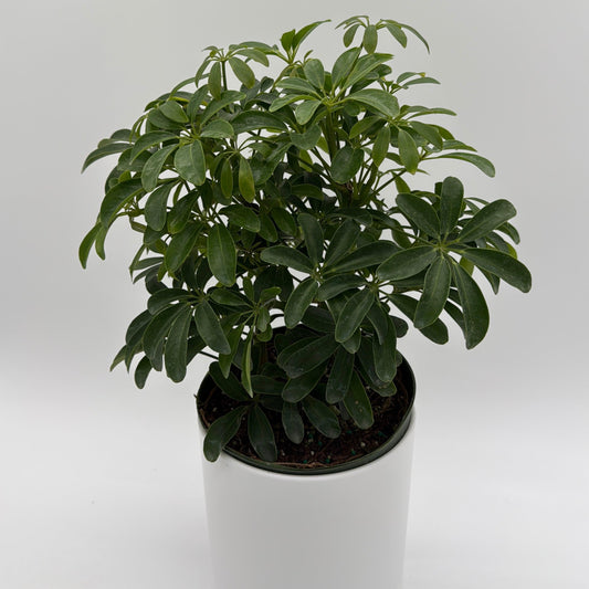 Umbrella Tree | Schefflera Indoor Houseplant