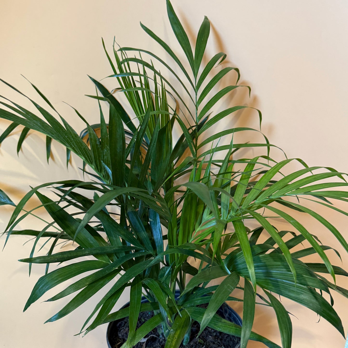 Cat Palm | Tropical Indoor Palm Plant
