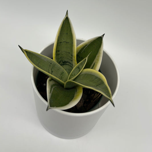 Sansevieria Ghost Blade | Silvery-Green Snake Plant