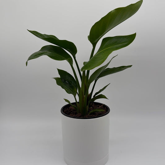 Bird of Paradise | Strelitzia Tropical Plant