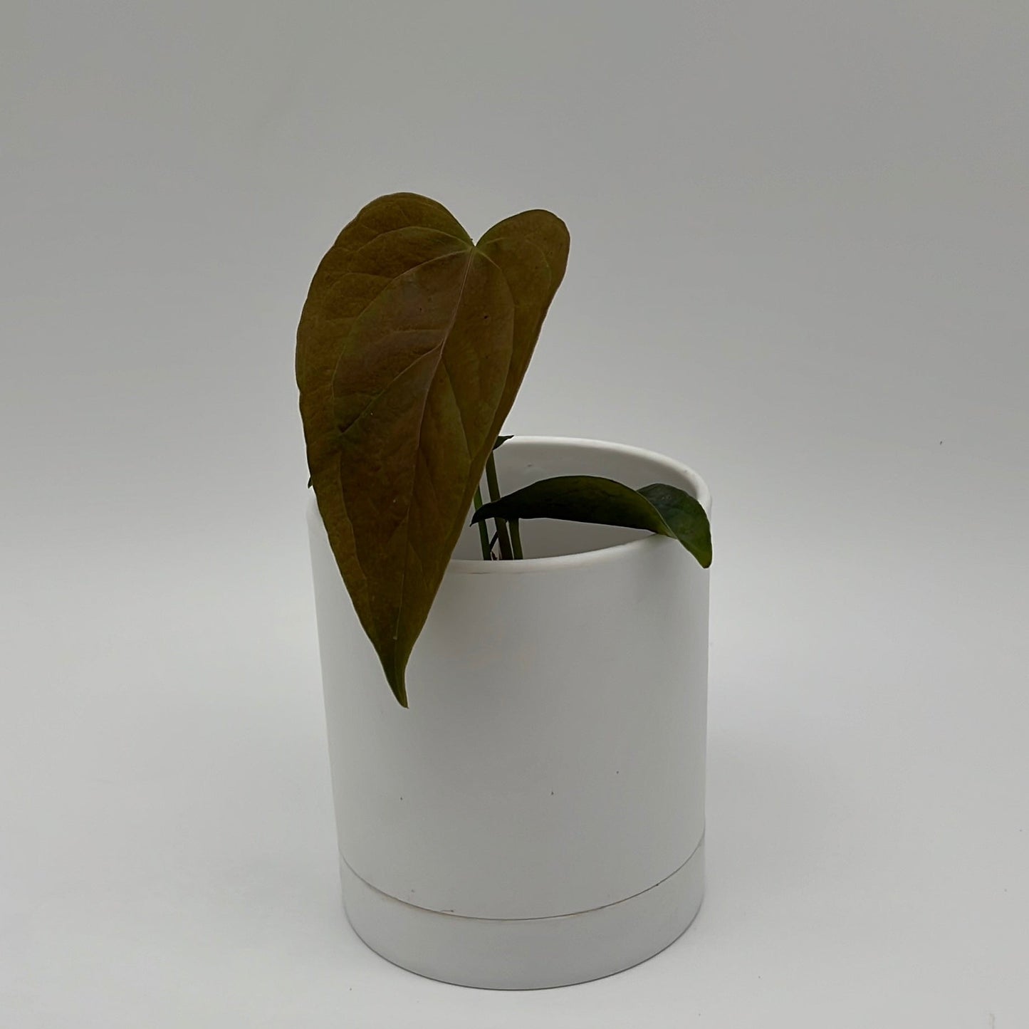 Anthurium Queen of Hearts | Heart-Shaped Leaf Plant