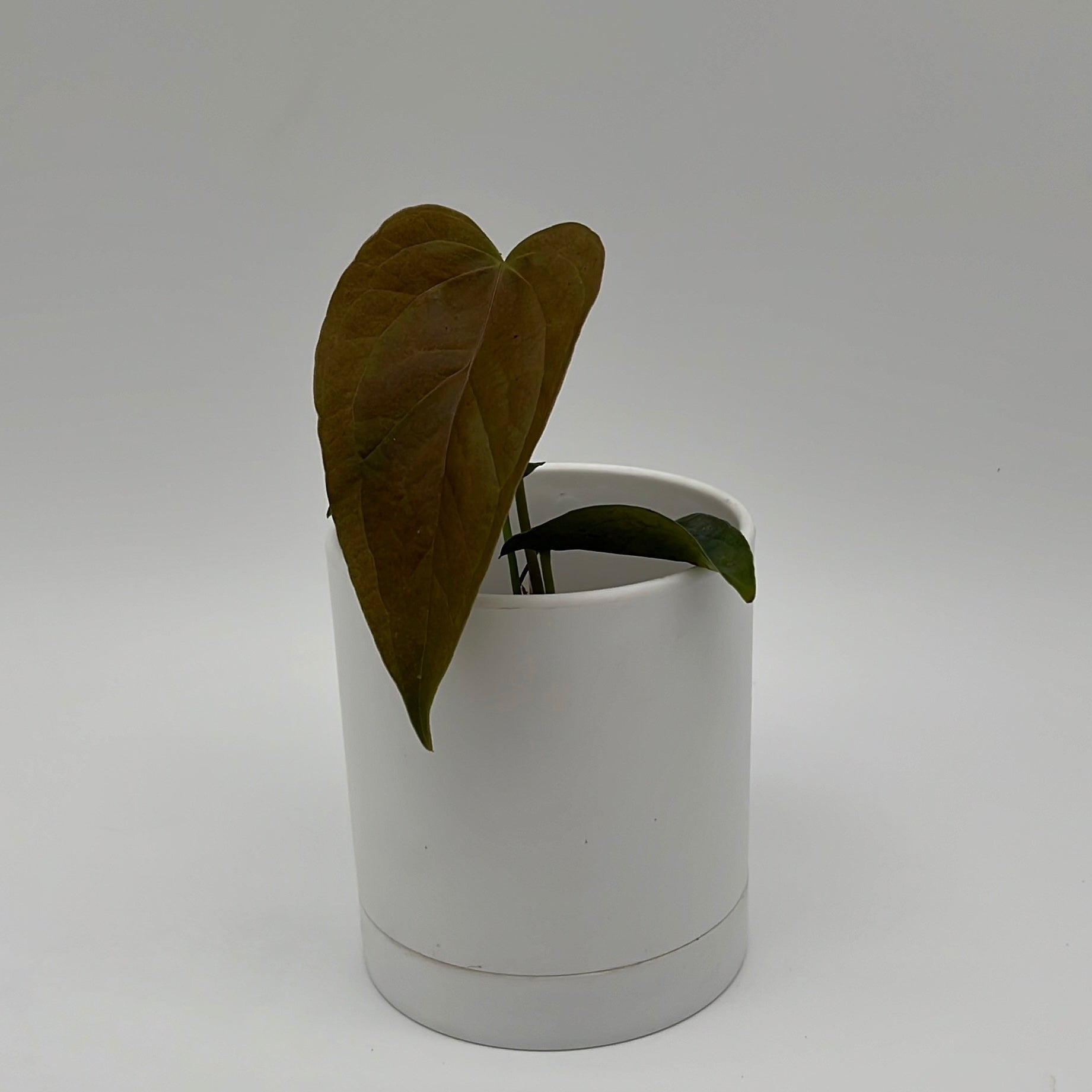 Anthurium Queen of Hearts | Heart-Shaped Leaf Plant