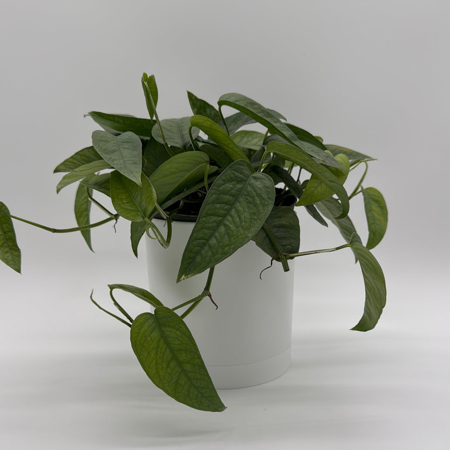 Pothos Cebu Blue | Silvery-Blue Trailing Vine