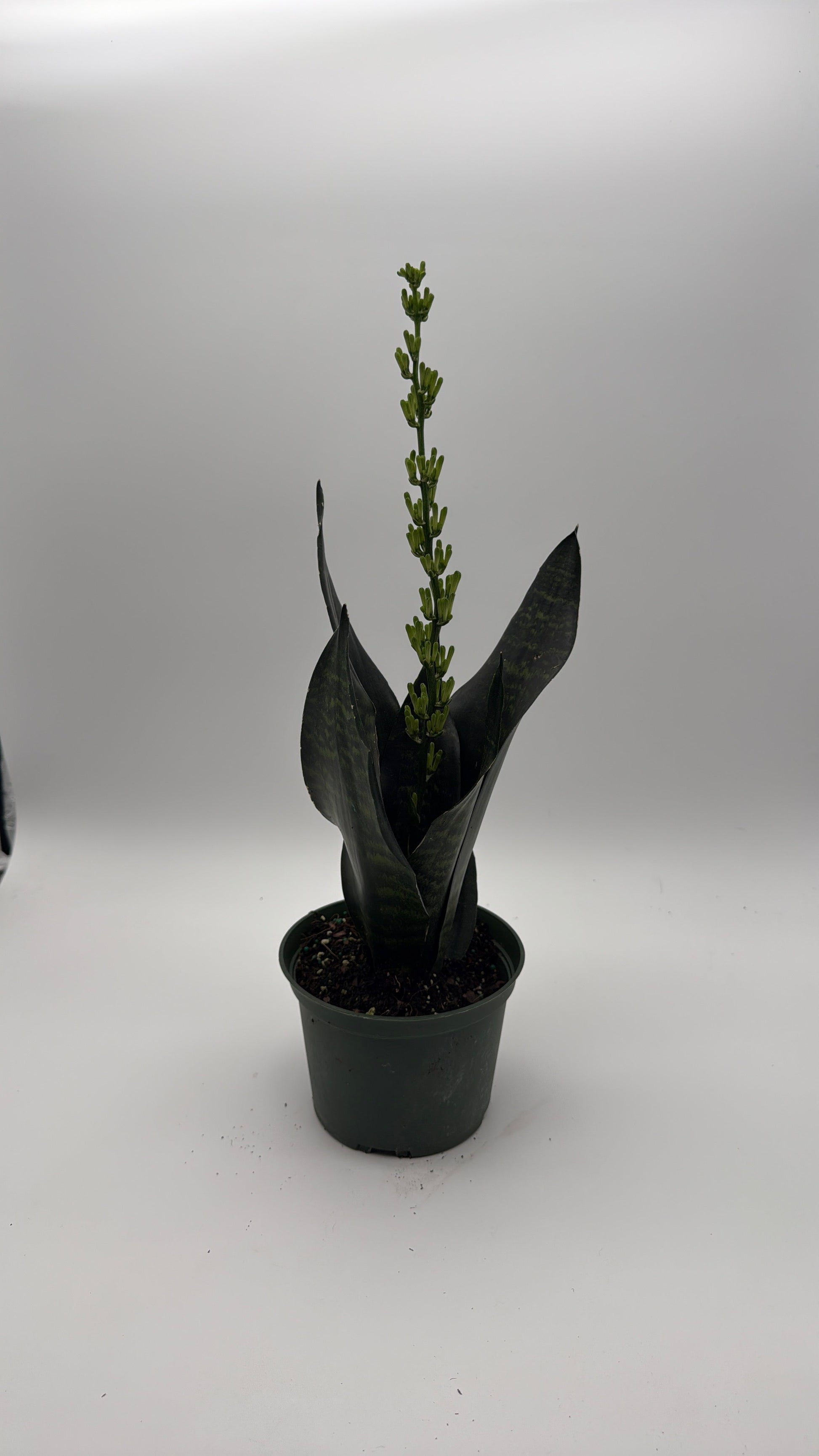 Sansevieria Robusta | Compact Snake Plant
