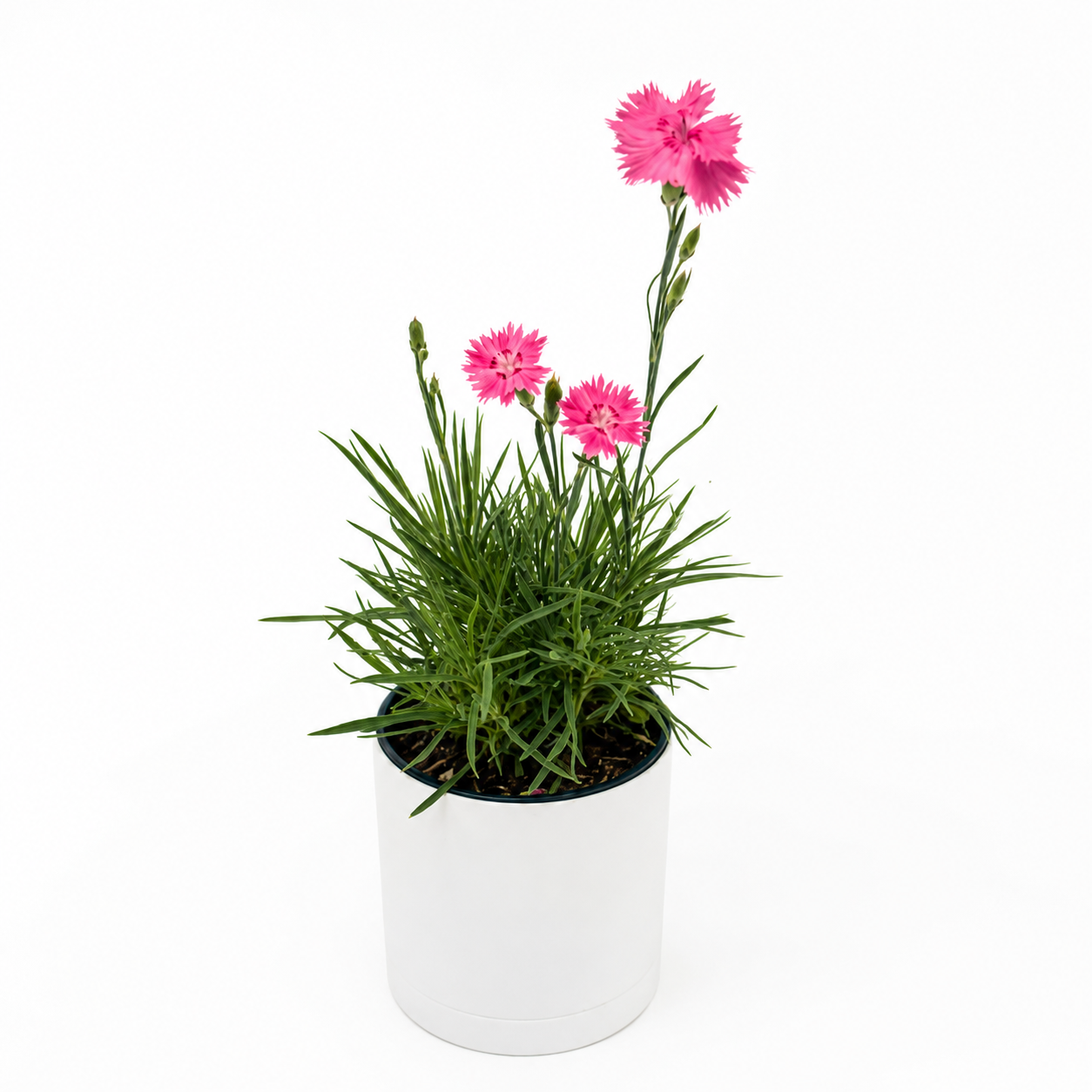 Firewitch Dianthus | Pink Perennial Flower