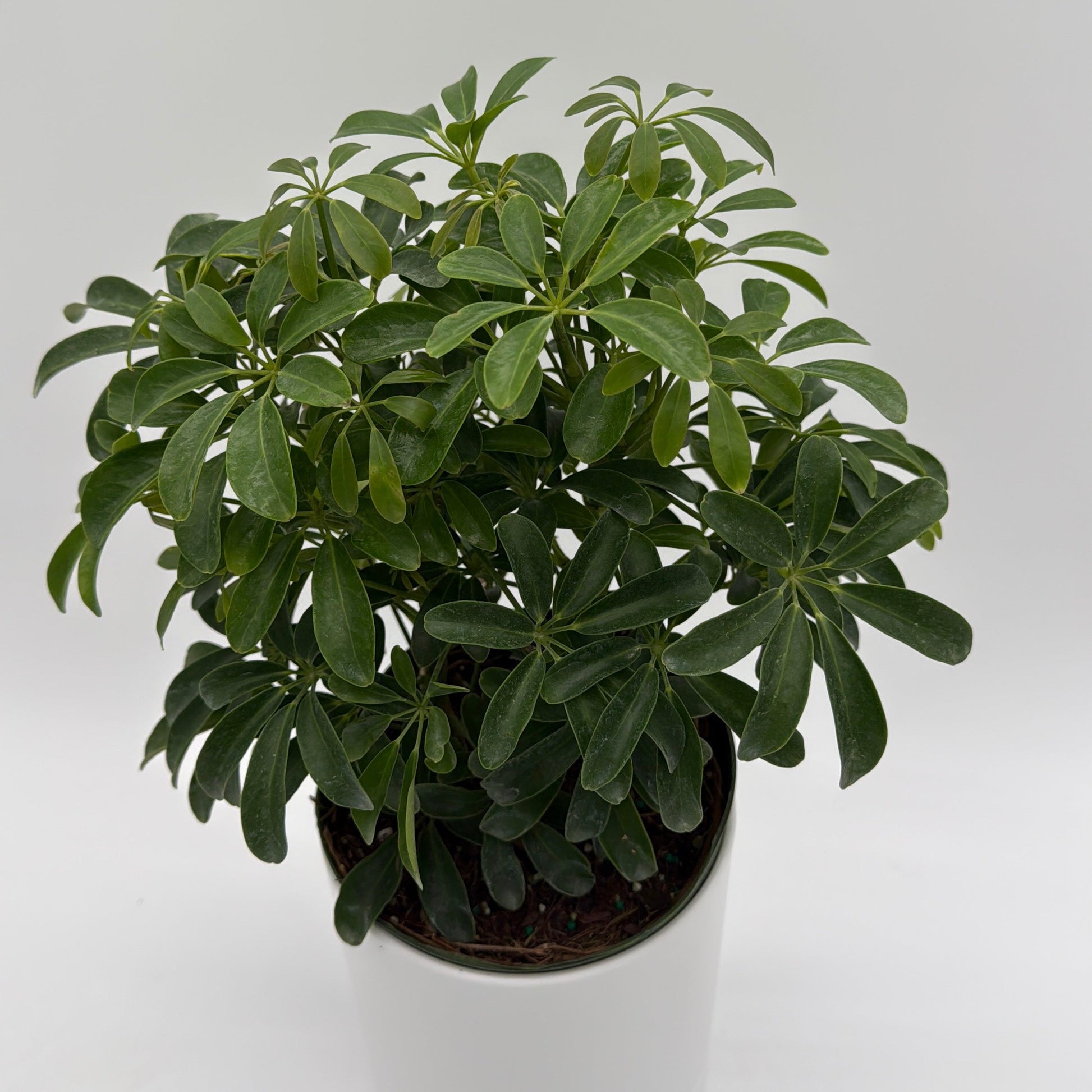 Umbrella Tree | Schefflera Indoor Houseplant