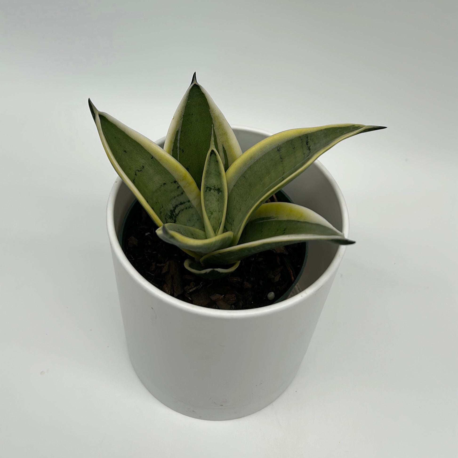 Sansevieria Ghost Blade | Silvery-Green Snake Plant