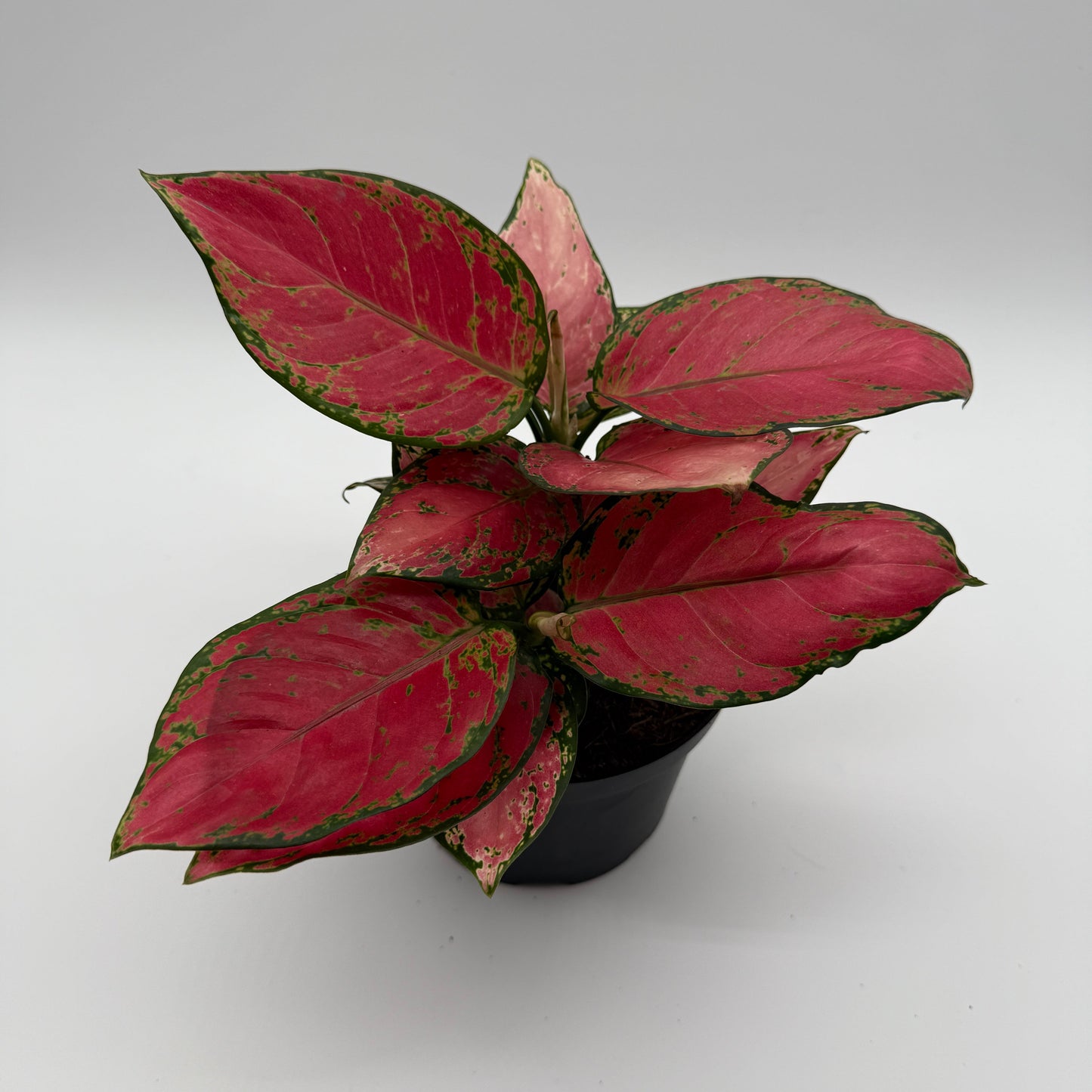 Aglaonema Red Zircone | Red and Green Leaf Plant