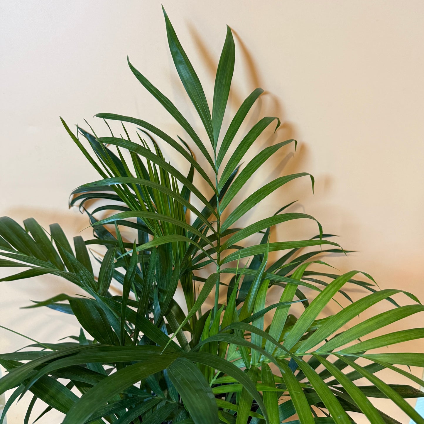 Cat Palm | Tropical Indoor Palm Plant