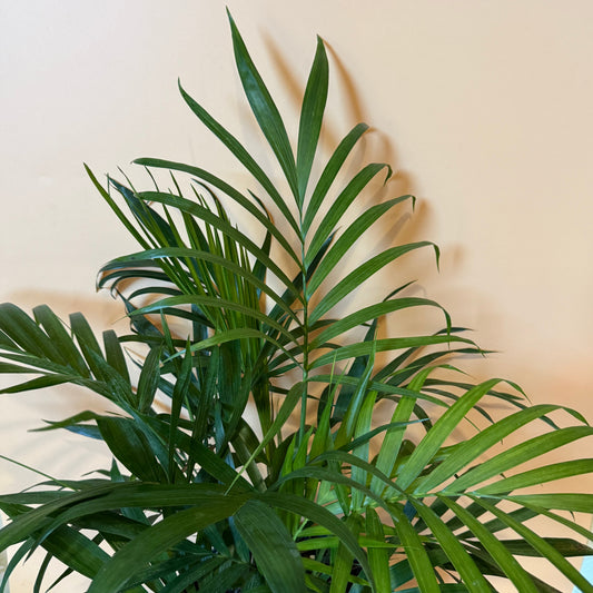 Cat Palm | Tropical Indoor Palm Plant