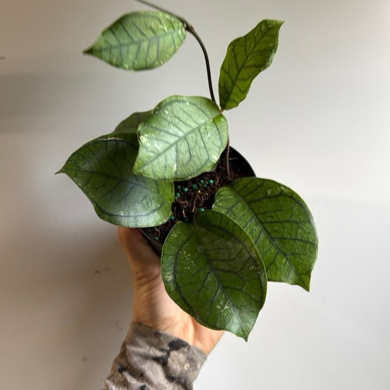 Hoya Ranauensis | Pink Waxy Flower Plant
