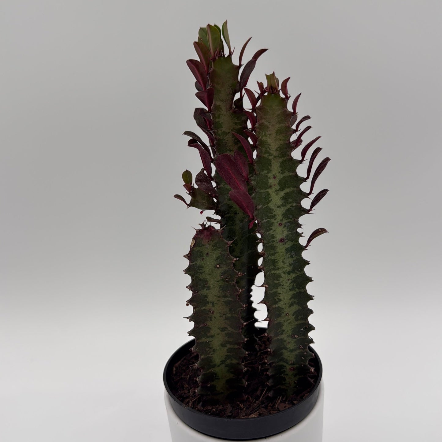 Euphorbia Trigona Red | Burgundy Succulent Plant