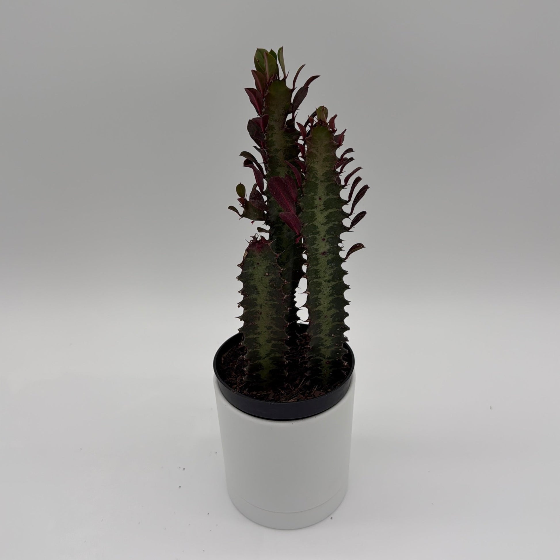 Euphorbia Trigona Red | Burgundy Succulent Plant