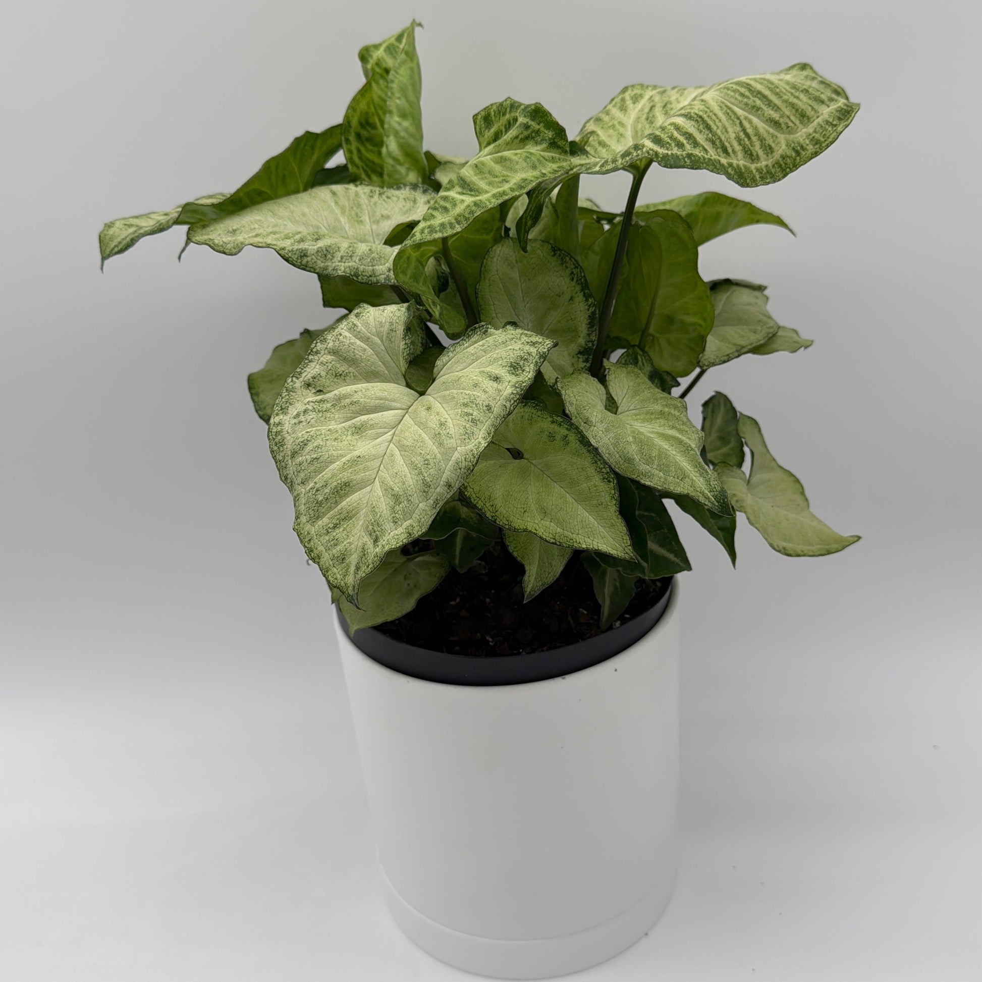 Syngonium White Butterfly | Variegated Arrowhead Plant