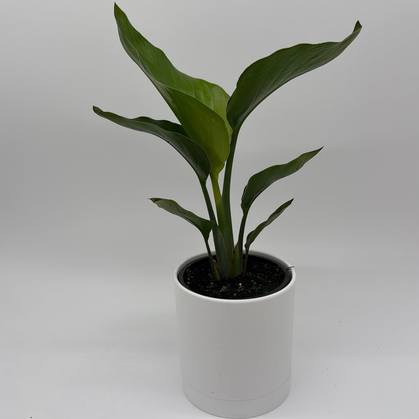 Bird of Paradise | Strelitzia Tropical Plant