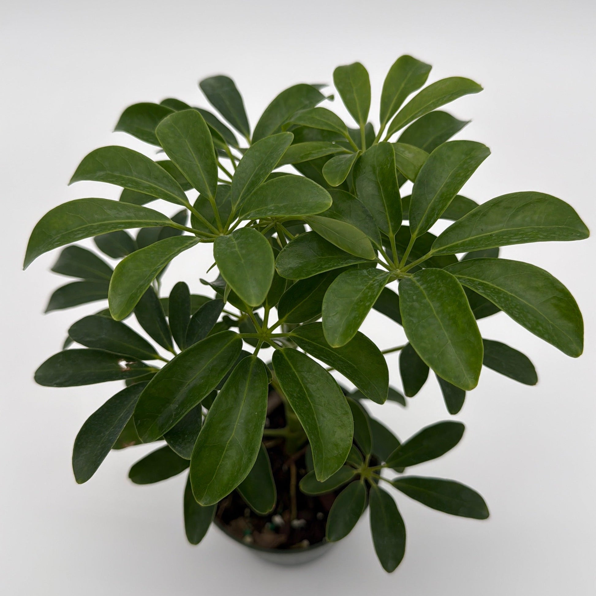Umbrella Tree | Schefflera Indoor Houseplant