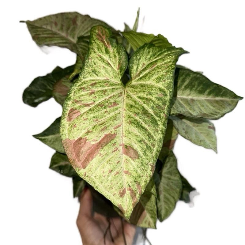 Syngonium Pink Confetti | Blush Pink Tropical Plant