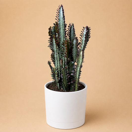 Euphorbia Trigona Red | Burgundy Succulent Plant
