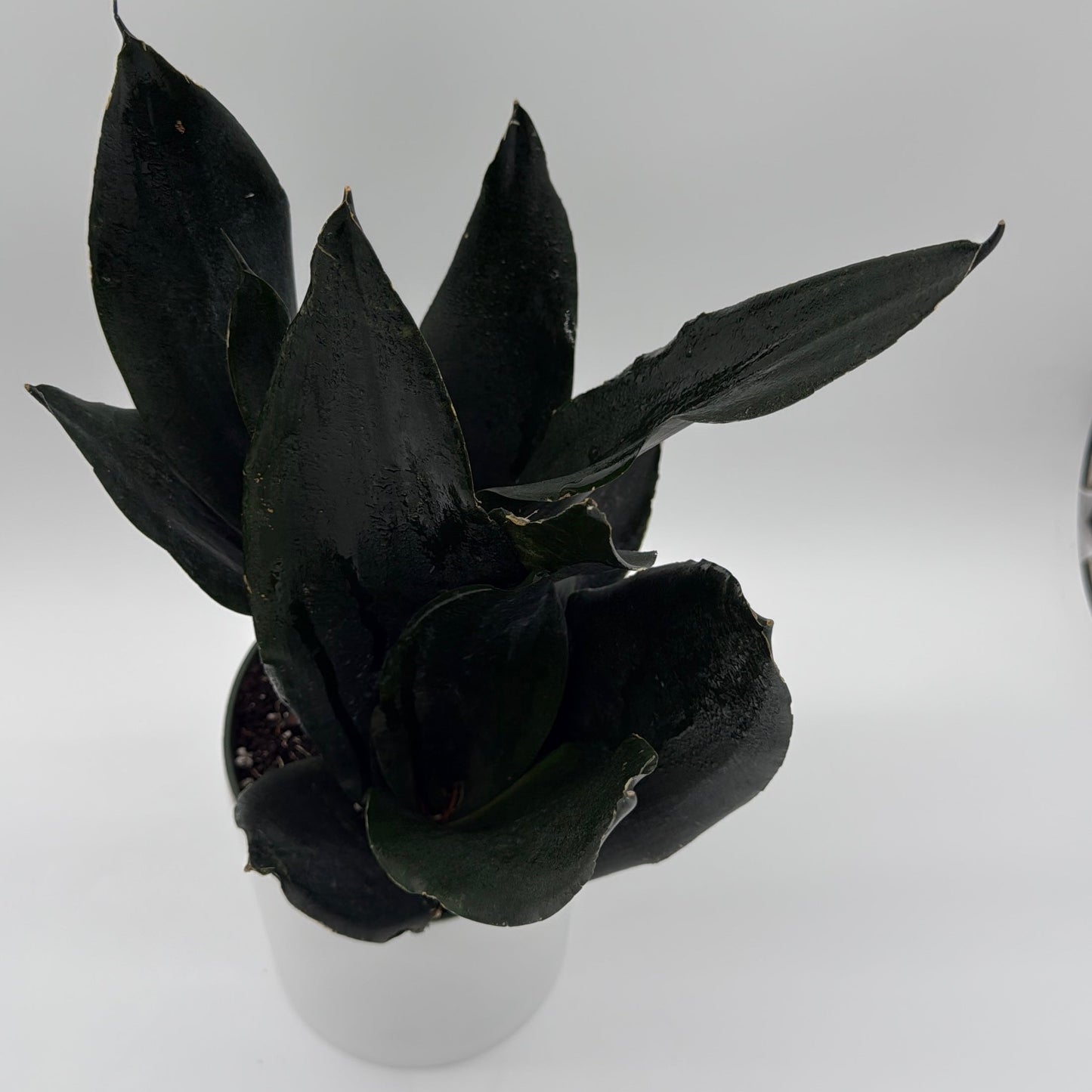 Sansevieria Black Dragon | Dark Green Snake Plant