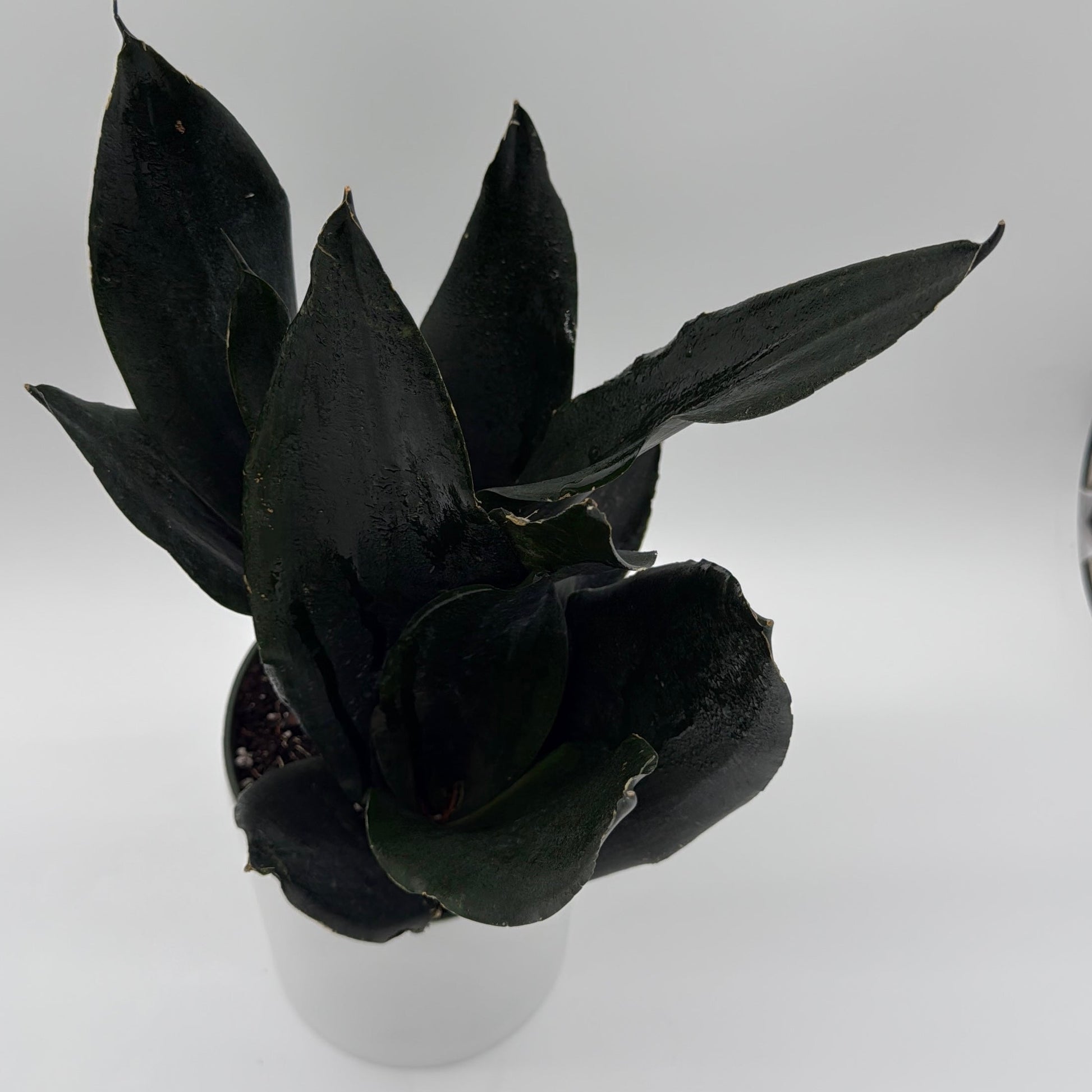 Sansevieria Black Dragon | Dark Green Snake Plant