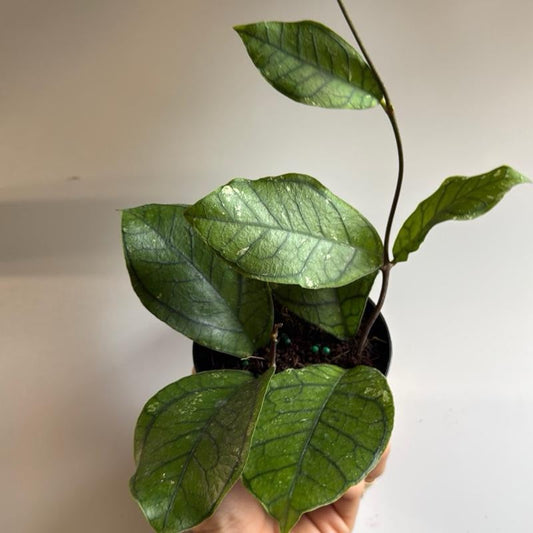 Hoya Ranauensis | Pink Waxy Flower Plant