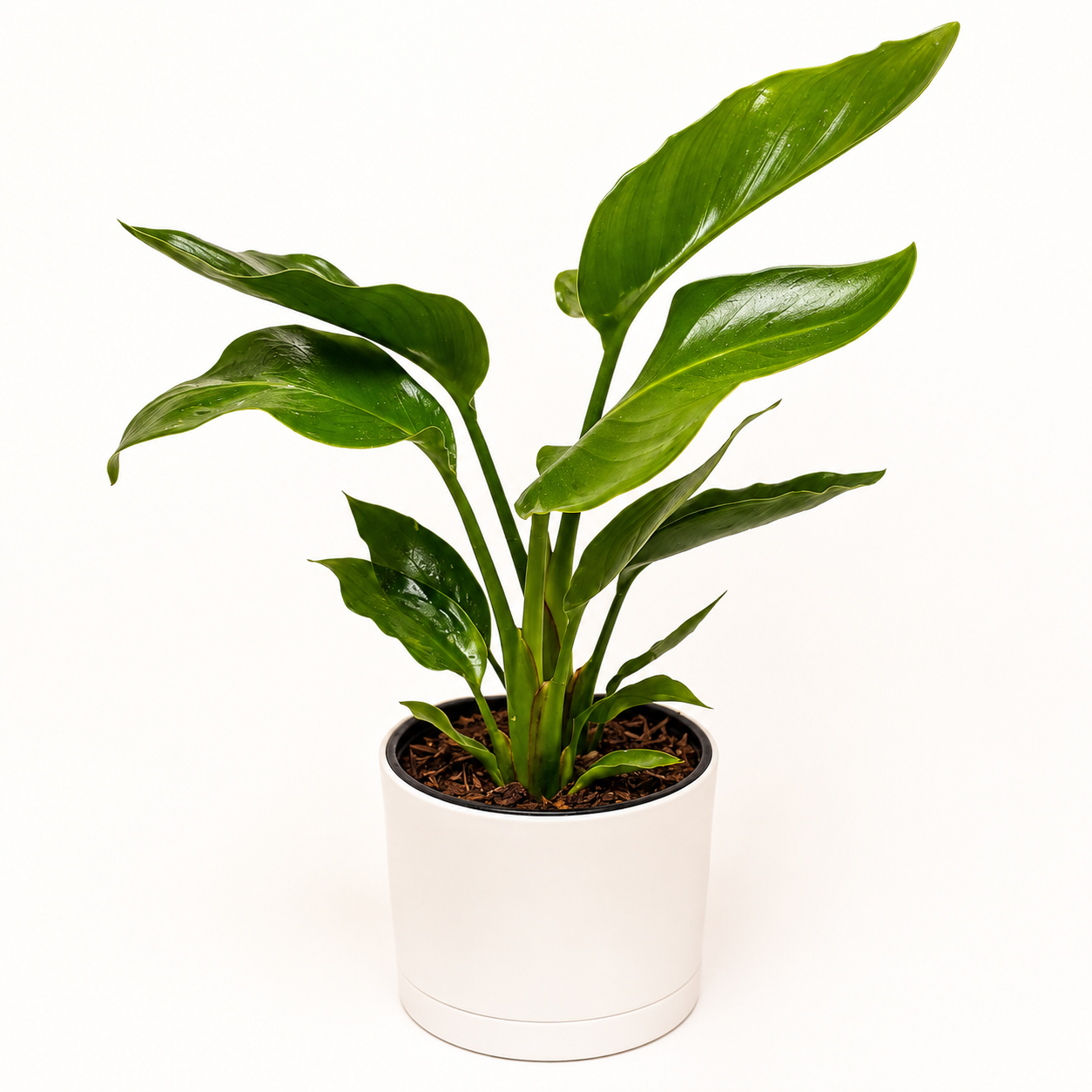 Bird of Paradise | Strelitzia Tropical Plant