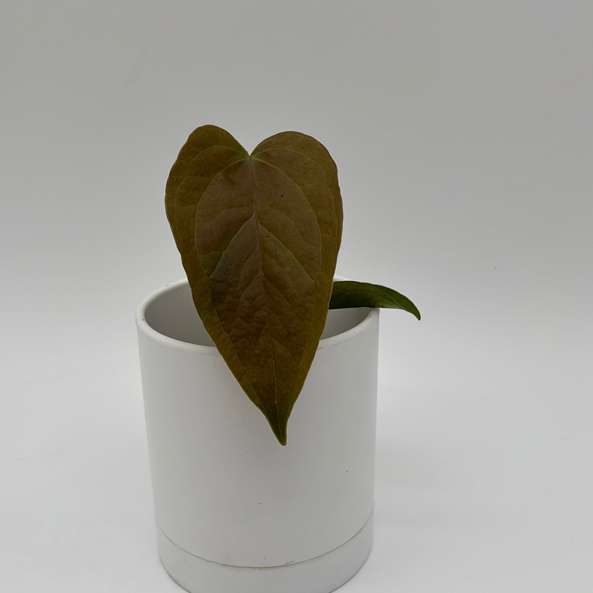 Anthurium Queen of Hearts | Heart-Shaped Leaf Plant