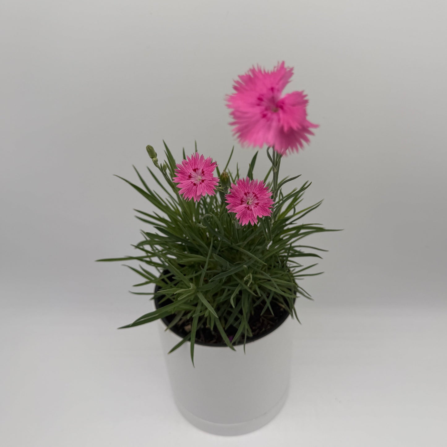 Firewitch Dianthus | Pink Perennial Flower