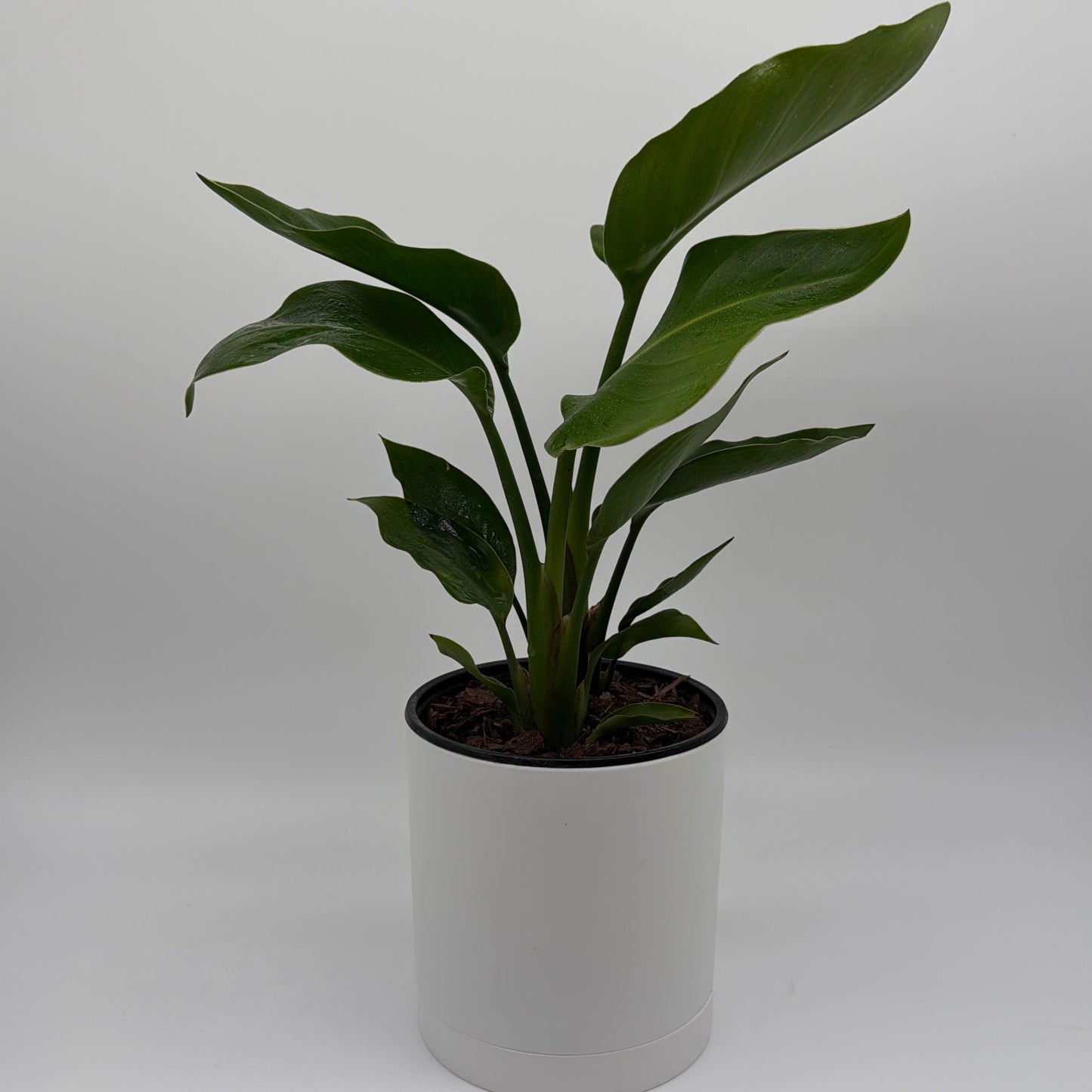 Bird of Paradise | Strelitzia Tropical Plant