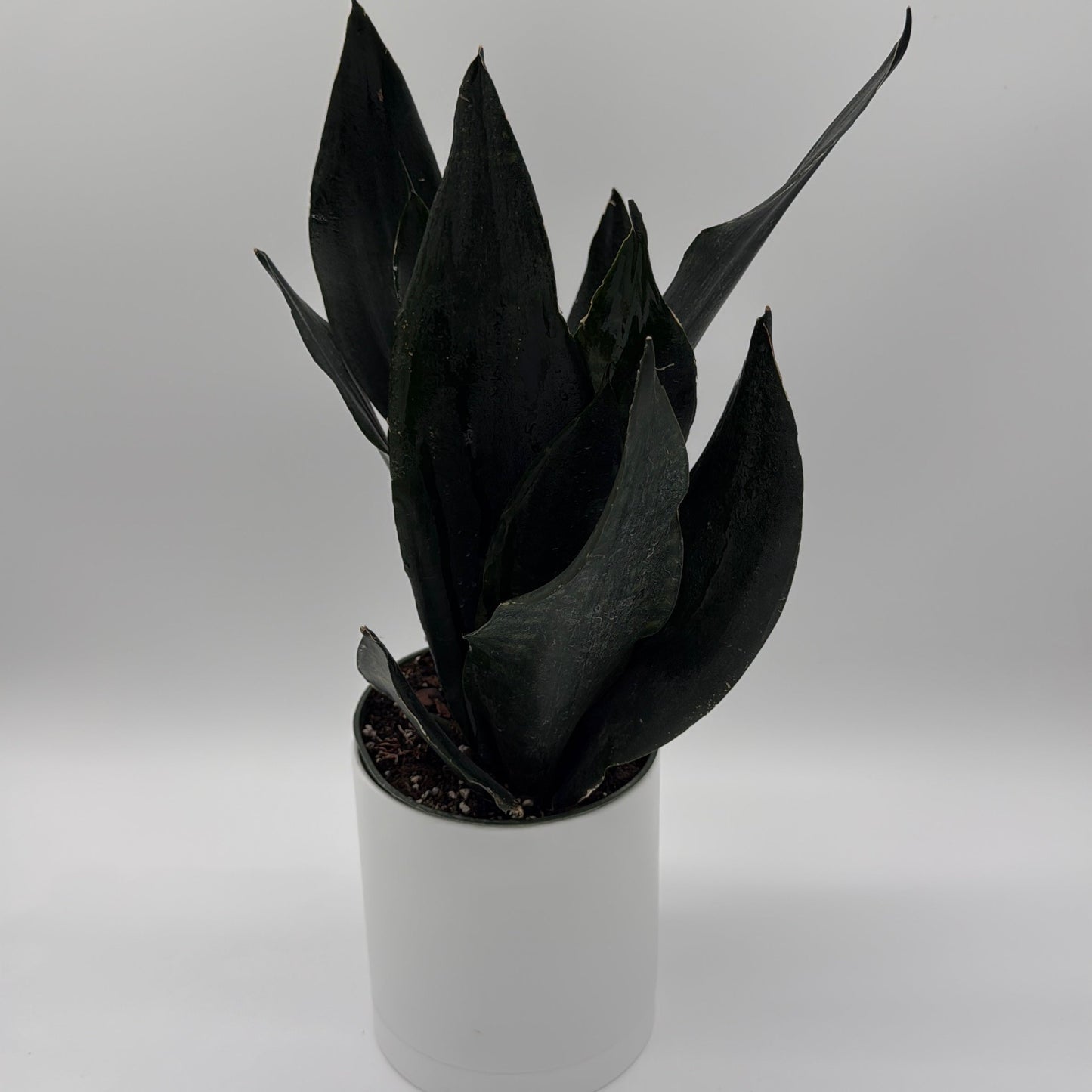 Sansevieria Black Dragon | Dark Green Snake Plant