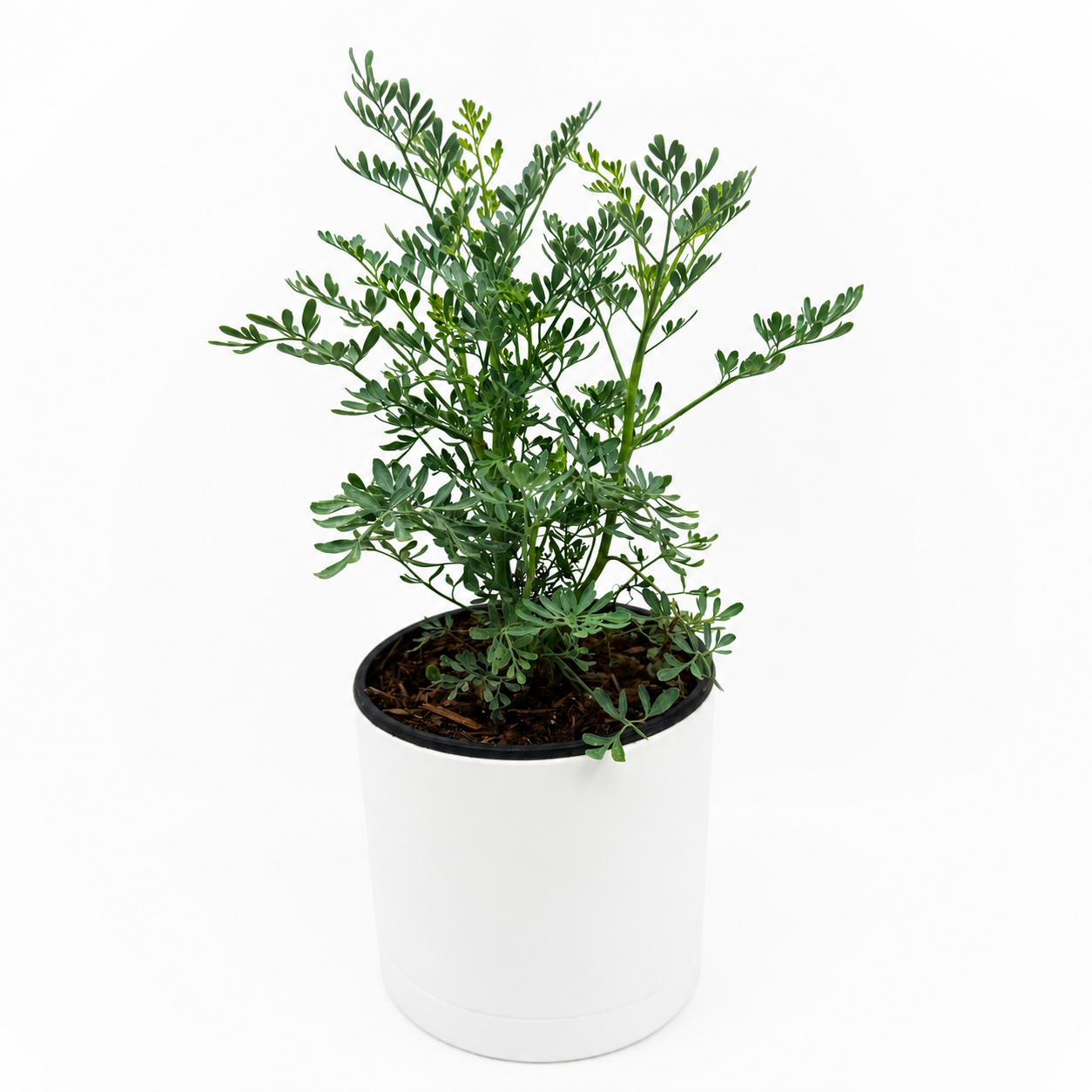 Rue Herb Plant | Ruda Blue-Green Foliage