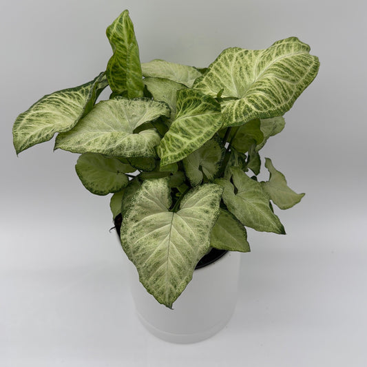 Syngonium White Butterfly | Variegated Arrowhead Plant