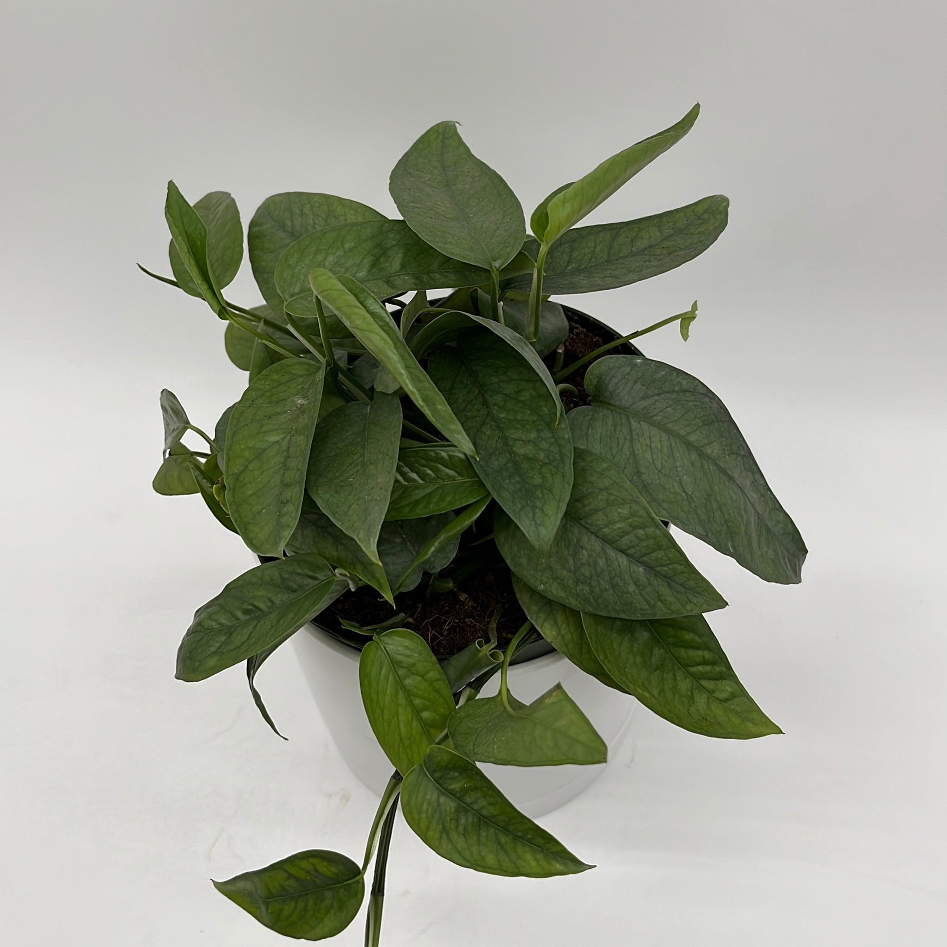 Pothos Cebu Blue | Silvery-Blue Trailing Vine