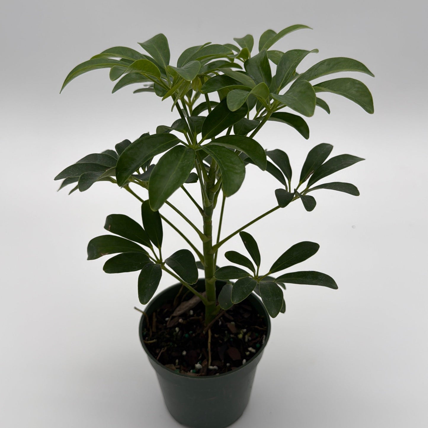 Umbrella Tree | Schefflera Indoor Houseplant
