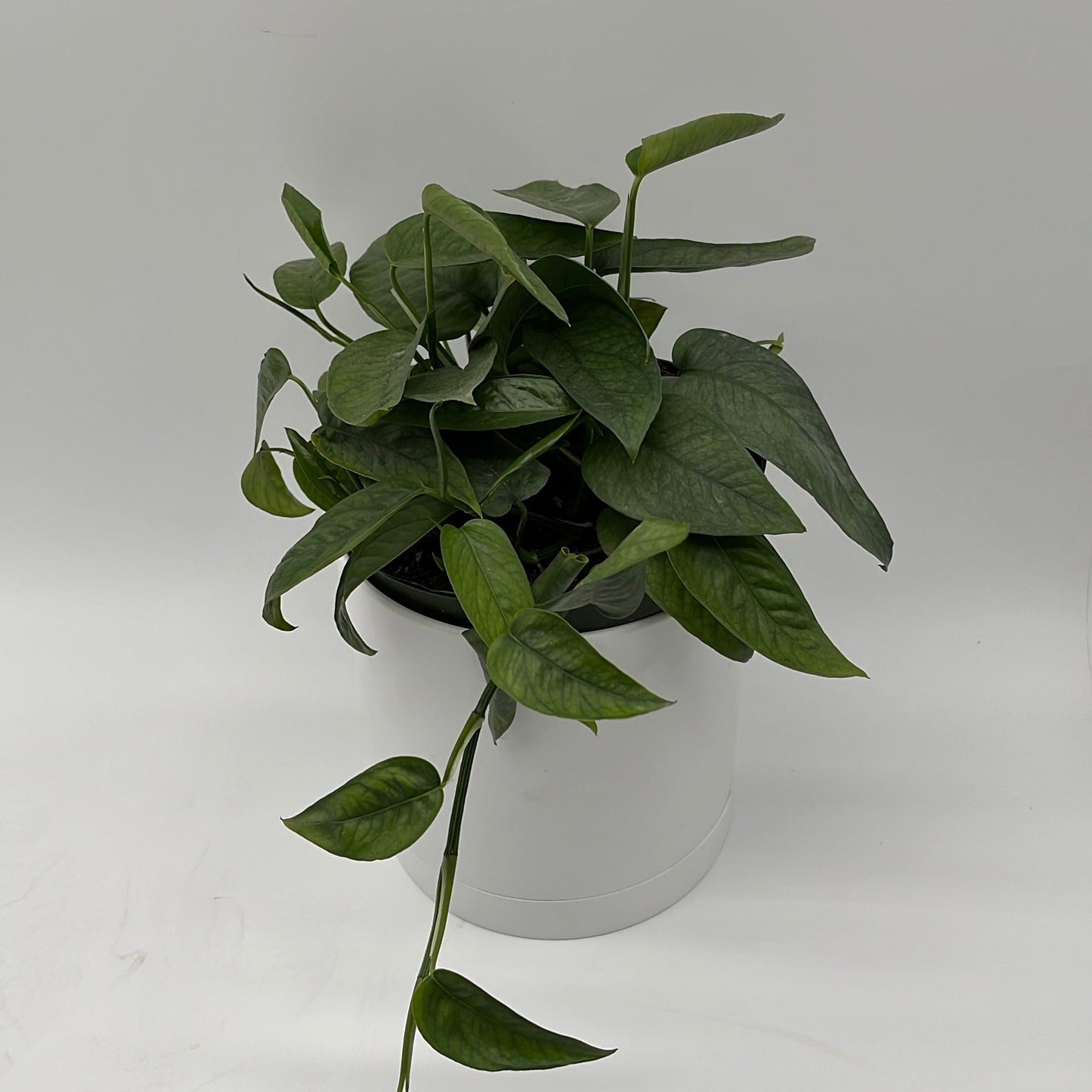 Pothos Cebu Blue | Silvery-Blue Trailing Vine