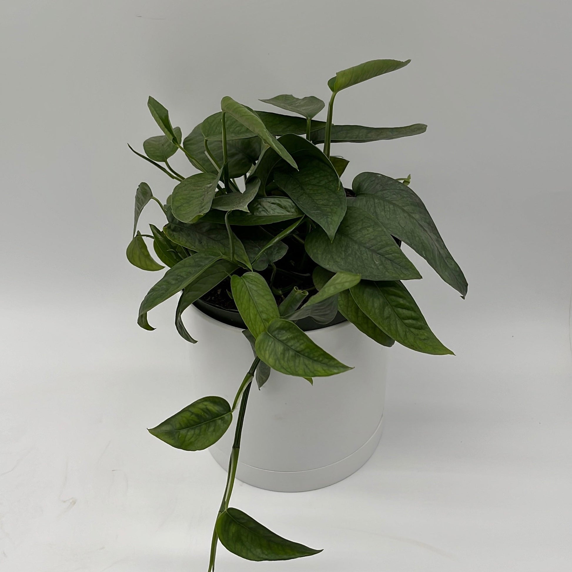 Pothos Cebu Blue | Silvery-Blue Trailing Vine