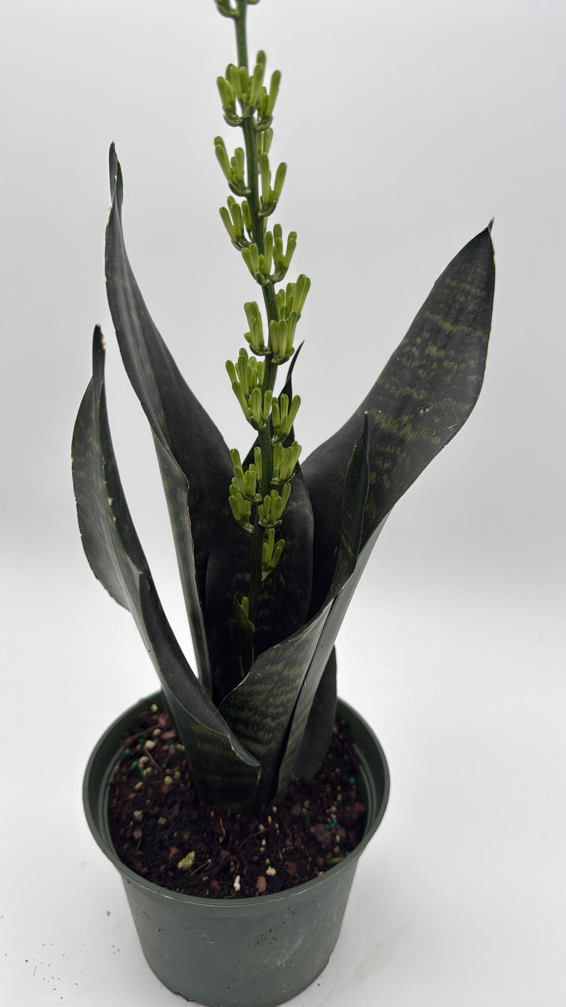 Sansevieria Robusta | Compact Snake Plant