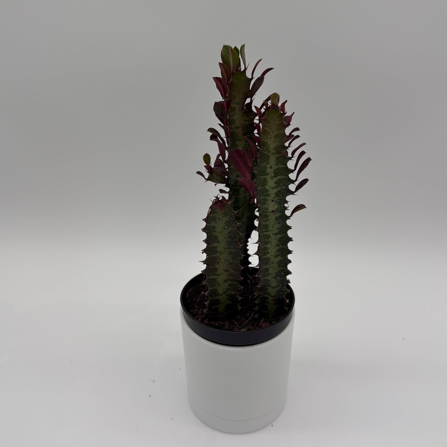 Euphorbia Trigona Red | Burgundy Succulent Plant