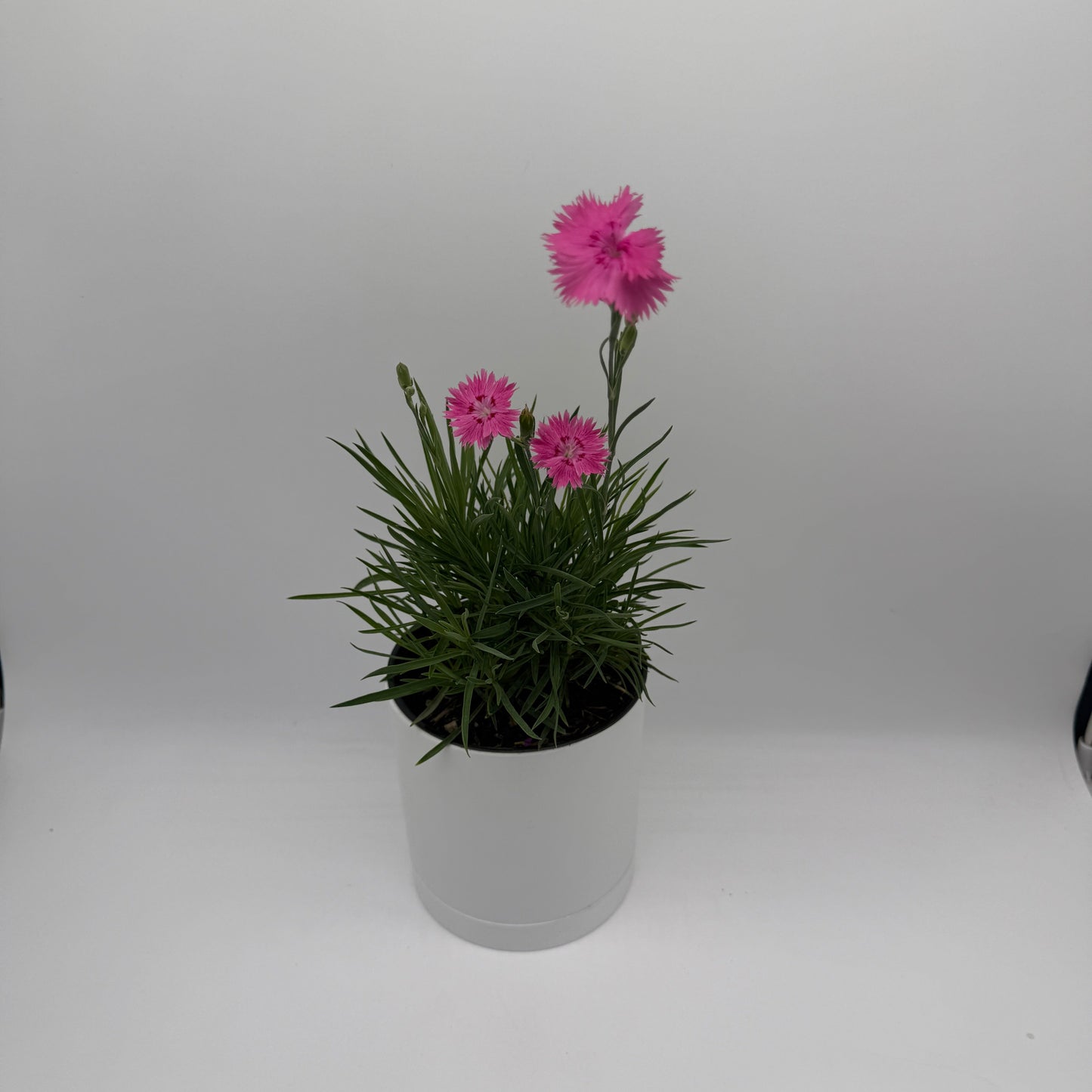Firewitch Dianthus | Pink Perennial Flower
