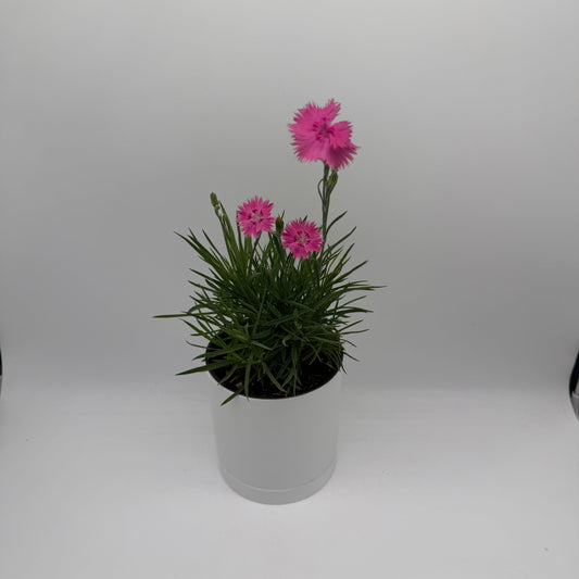 Firewitch Dianthus | Pink Perennial Flower